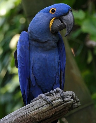 Pictures Of Rainforest Birds 115
