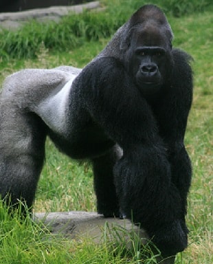 Silverback Gorilla