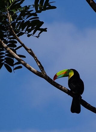 Toucans in Rainforest Emergent Layer